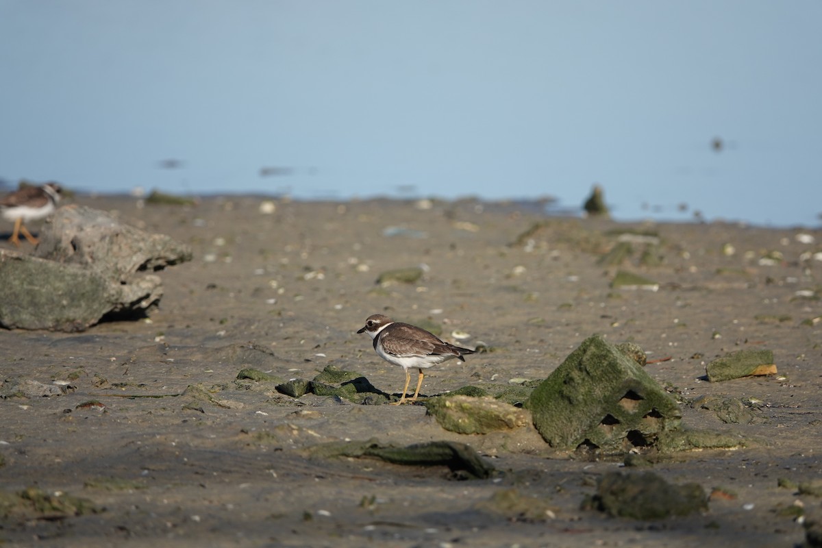 Common Ringed Plover - ML609915686