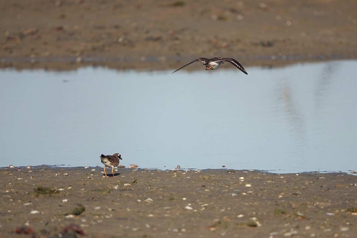 Common Ringed Plover - ML609915769