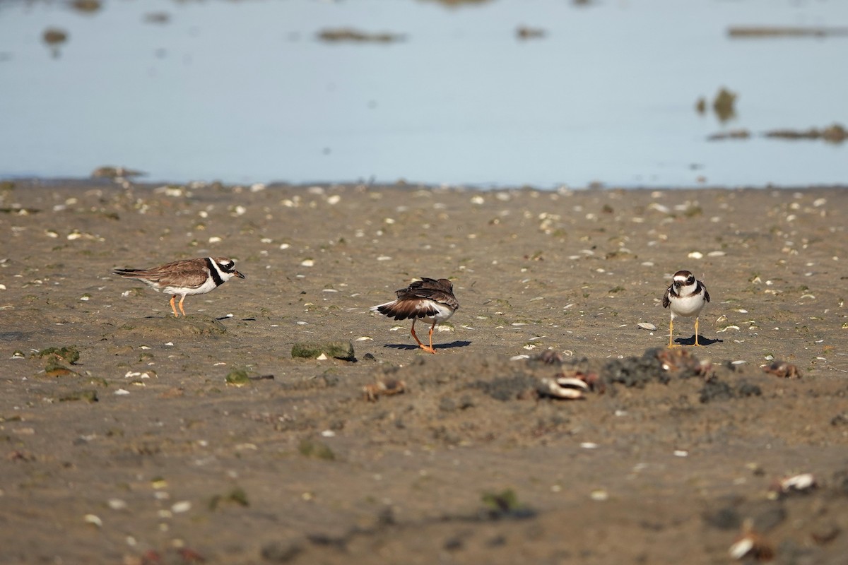 Common Ringed Plover - ML609915789
