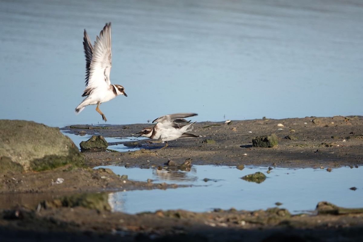 Common Ringed Plover - ML609915819