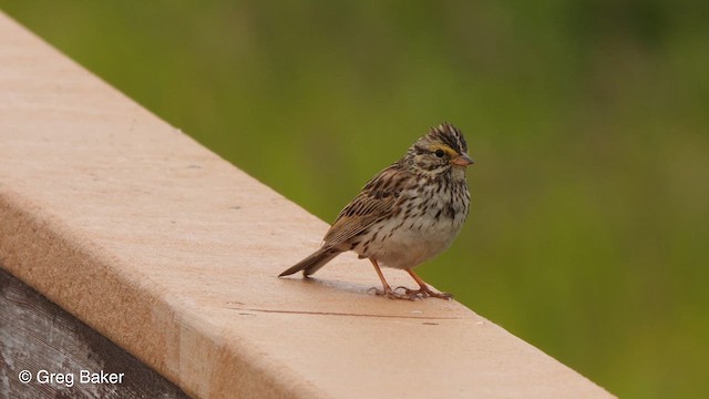 Savannah Sparrow (Savannah) - ML609915979