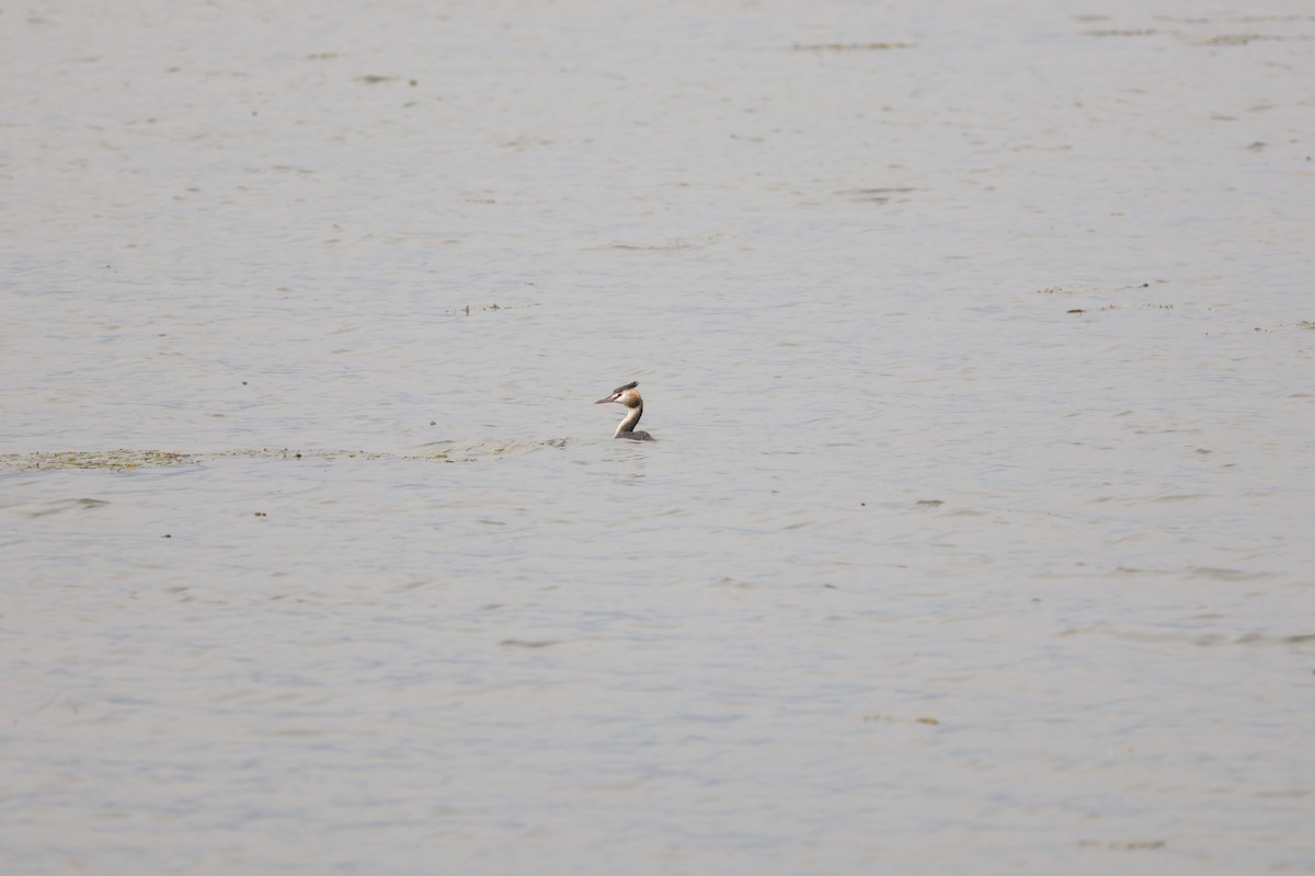 Great Crested Grebe - ML609915987