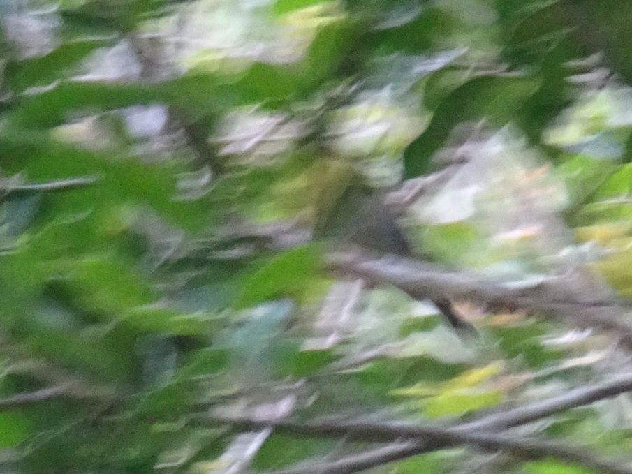Yellow-throated Woodland-Warbler - ML609916326