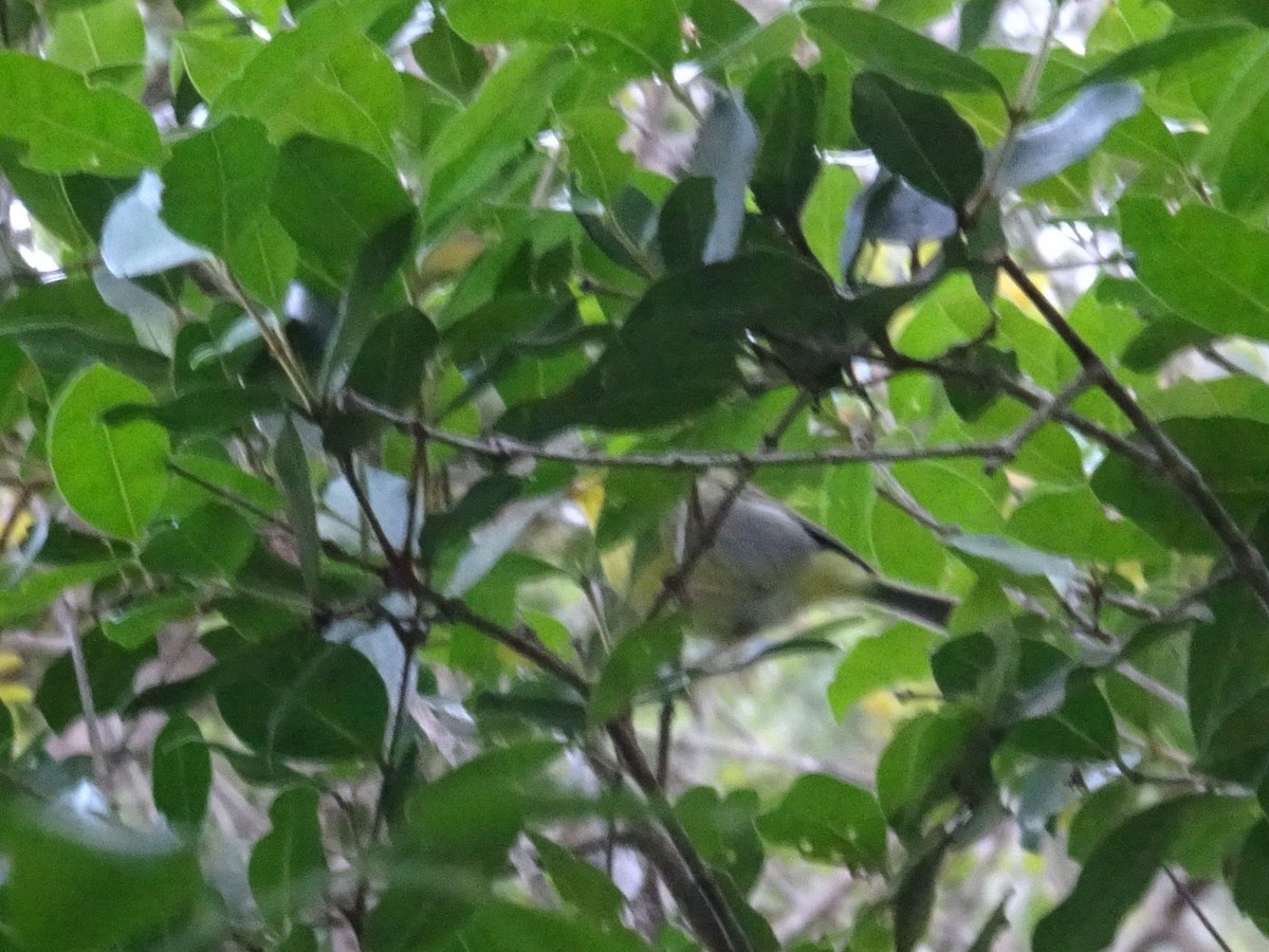 Yellow-throated Woodland-Warbler - ML609916327