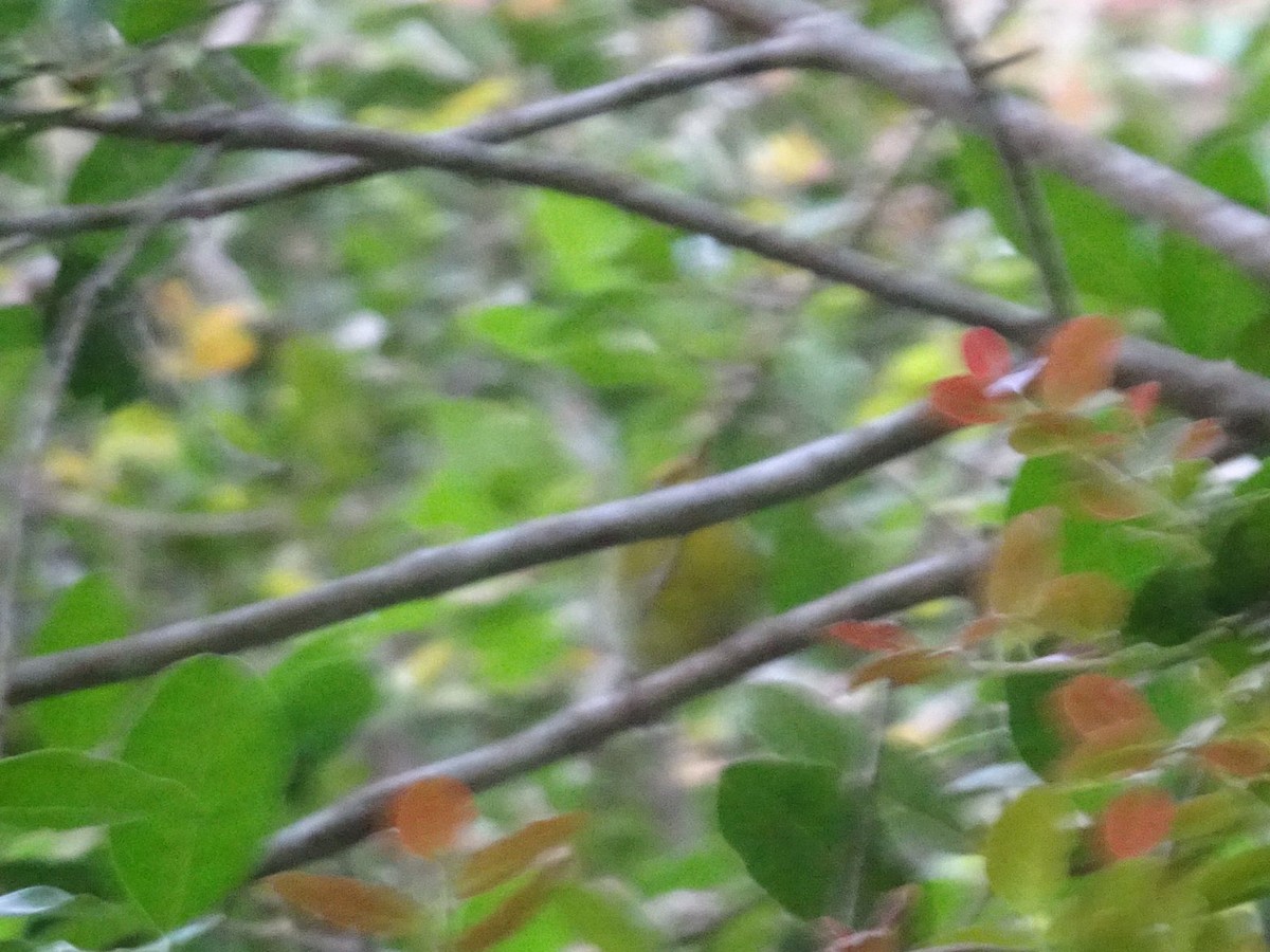 Yellow-throated Woodland-Warbler - ML609916328