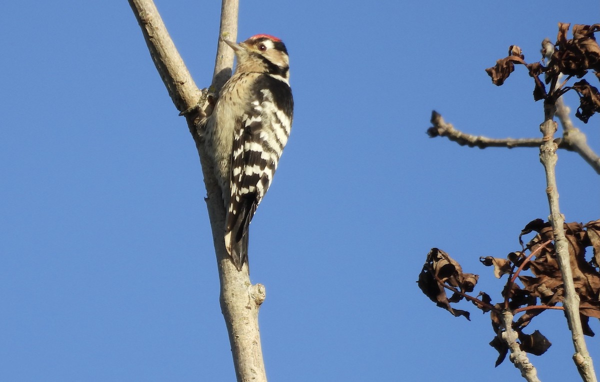 Lesser Spotted Woodpecker - ML609916542