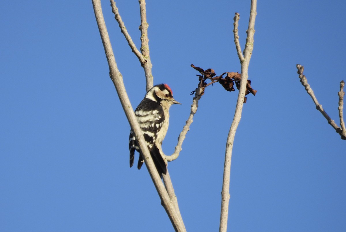 Lesser Spotted Woodpecker - ML609916543