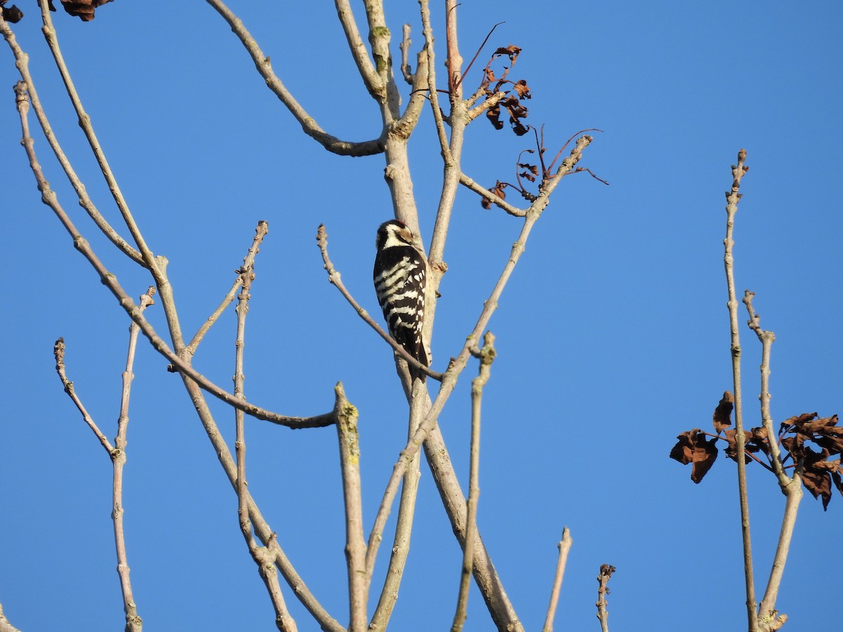 Lesser Spotted Woodpecker - ML609916544