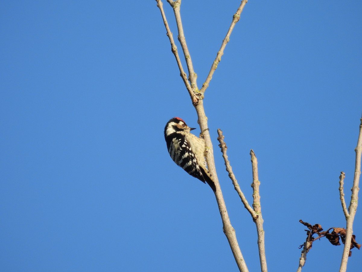 Lesser Spotted Woodpecker - ML609916545