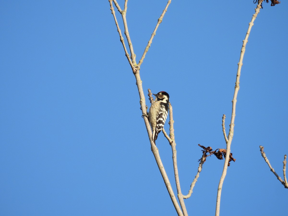 Lesser Spotted Woodpecker - ML609916546