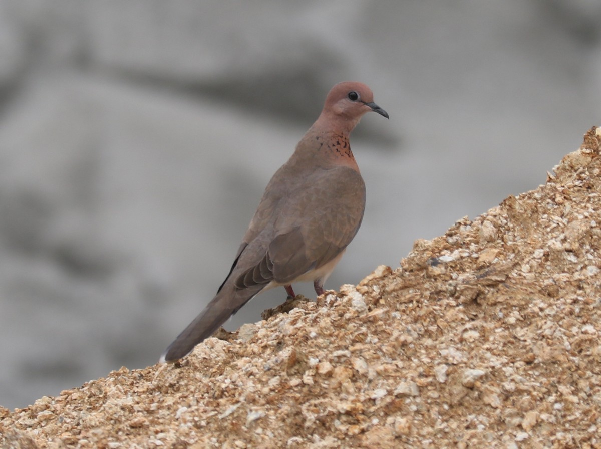 Laughing Dove - ML609916931