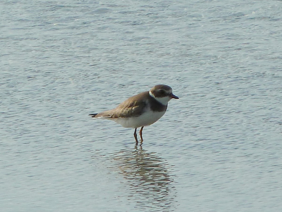 Semipalmated Plover - ML609916985