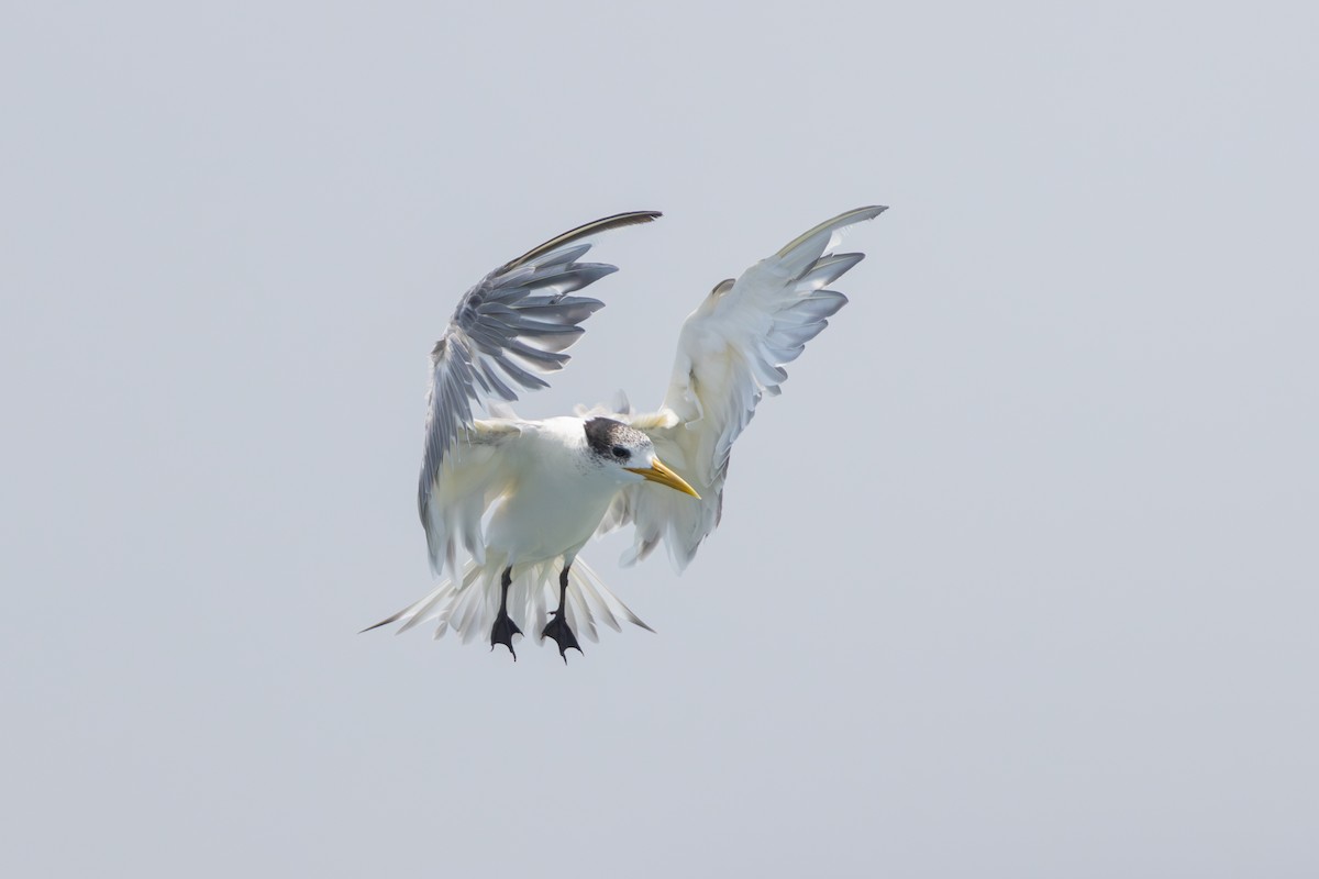 Great Crested Tern - ML609917043