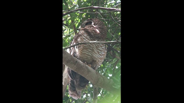 African Wood-Owl - ML609917805