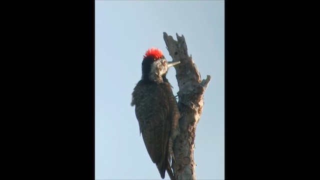 Bearded Woodpecker - ML609917851
