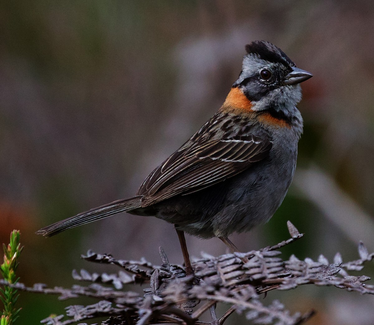 Rufous-collared Sparrow - David Ascanio