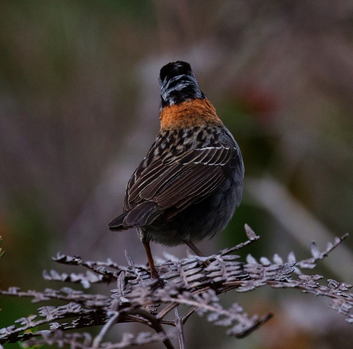 Rufous-collared Sparrow - ML609918045