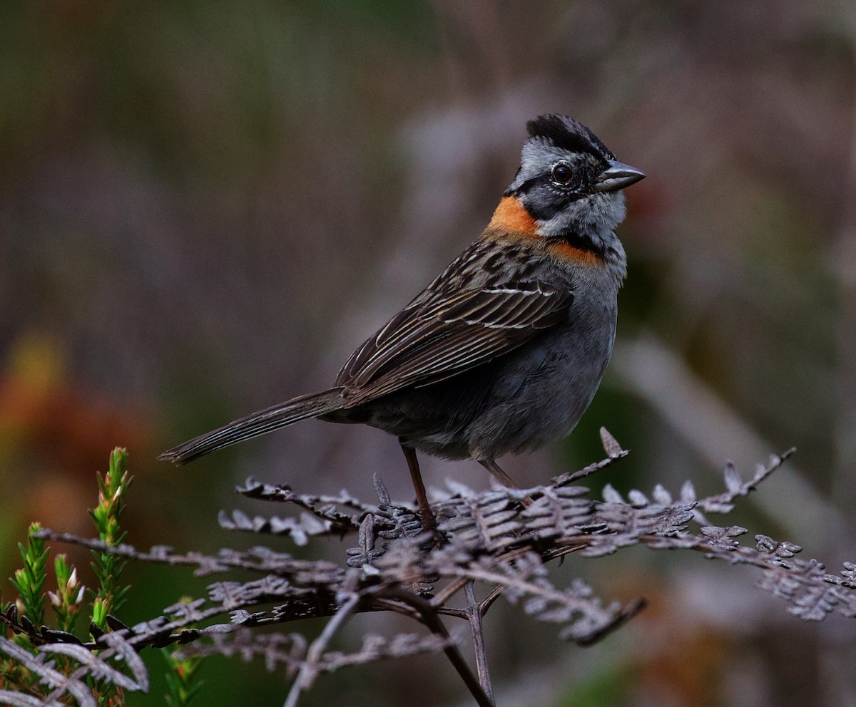 Rufous-collared Sparrow - ML609918047