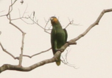 Orange-winged Parrot - ML609918154