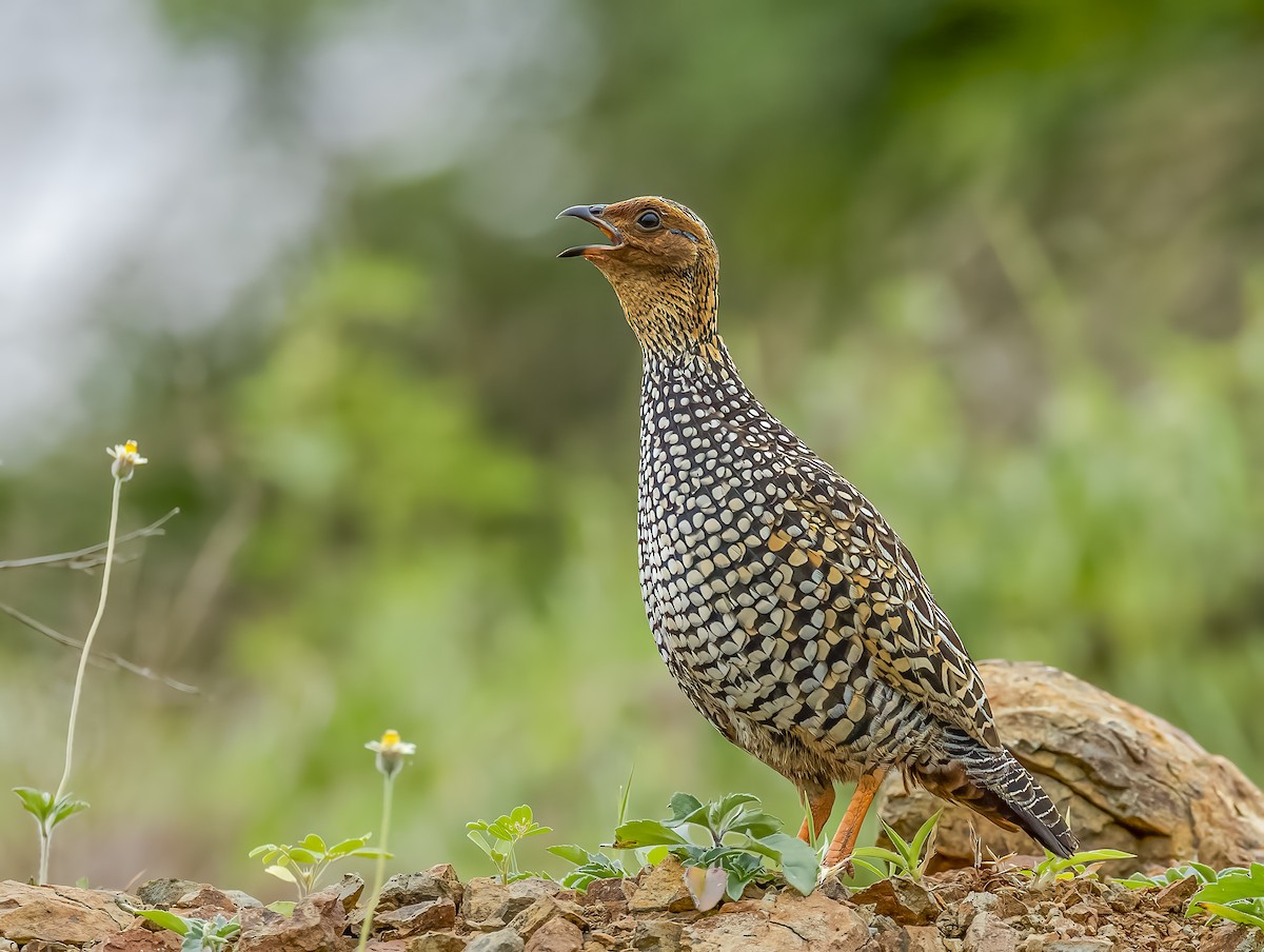 Painted Francolin - ML609918321