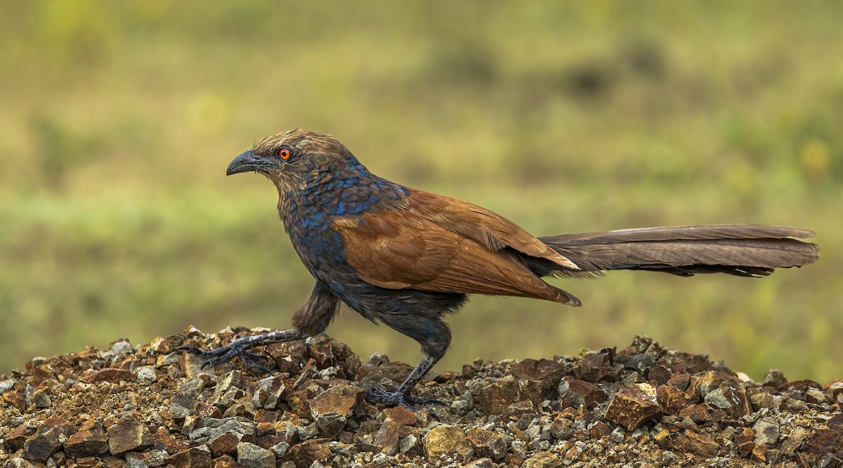 Greater Coucal - ML609918341
