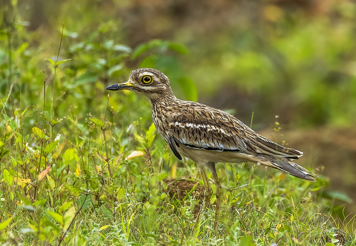 Indian Thick-knee - ML609918354