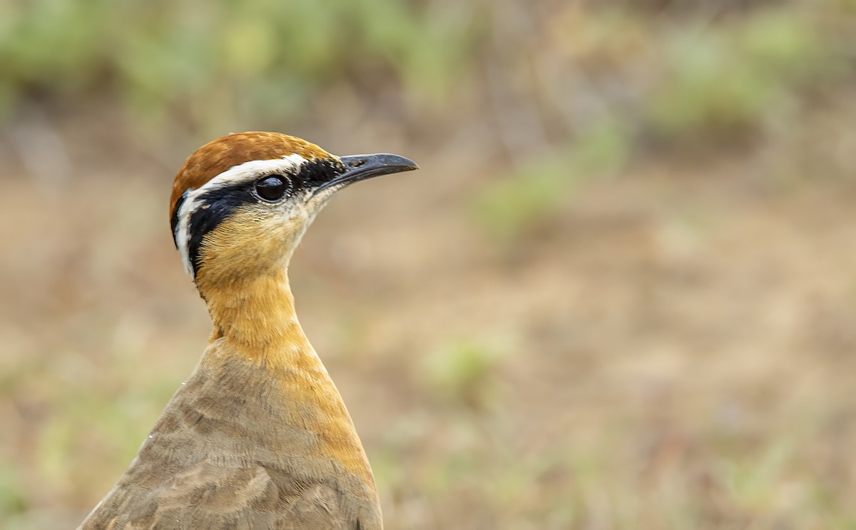 Indian Courser - ML609918357
