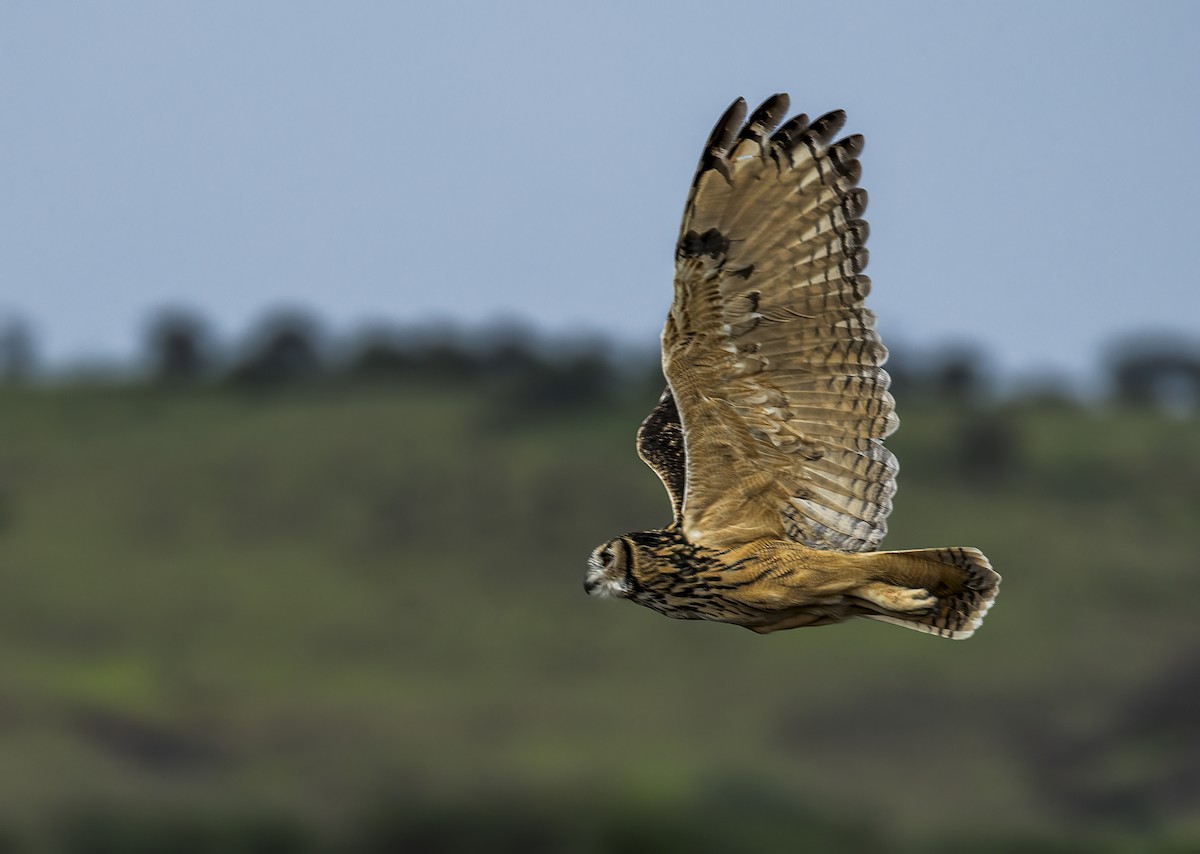Rock Eagle-Owl - Arunava Bhattacharjee
