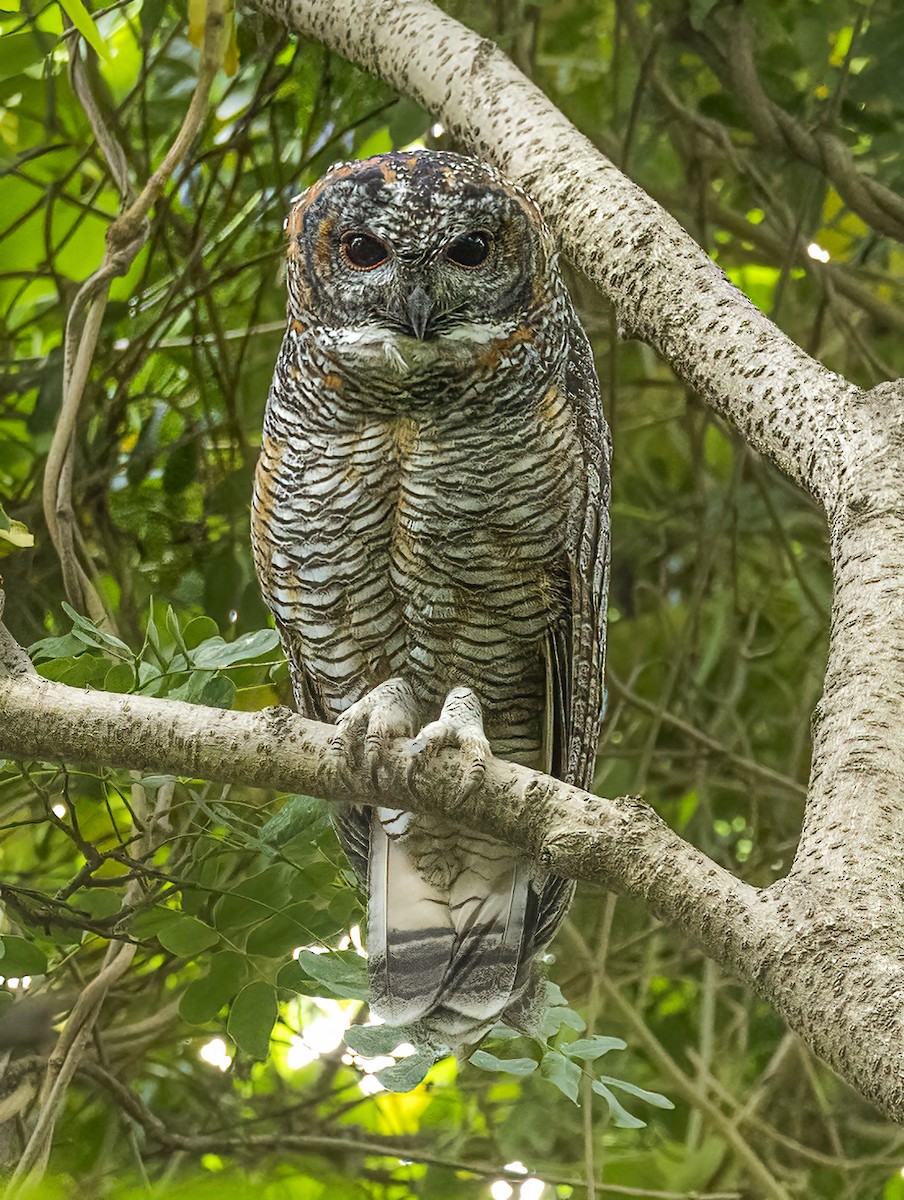 Mottled Wood-Owl - ML609918368