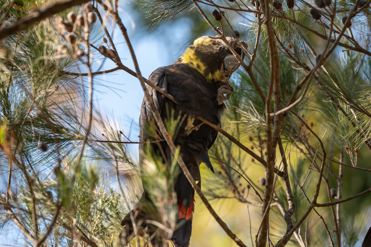 kakadu hnědohlavý - ML609918497