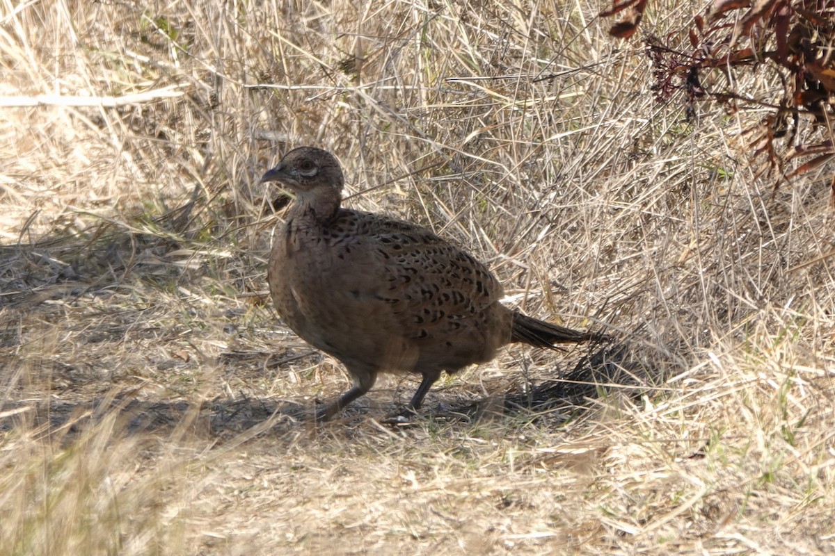 Ring-necked Pheasant - ML609918578