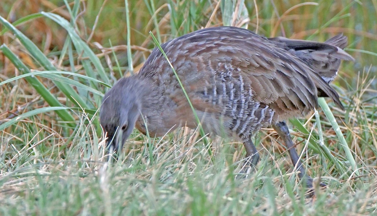 Ebird Checklist Oct Pascagoula Point Park Species