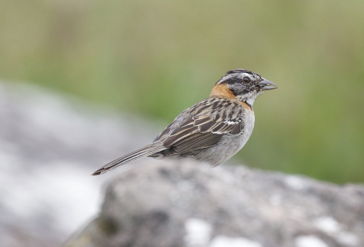 Rufous-collared Sparrow - ML609918840