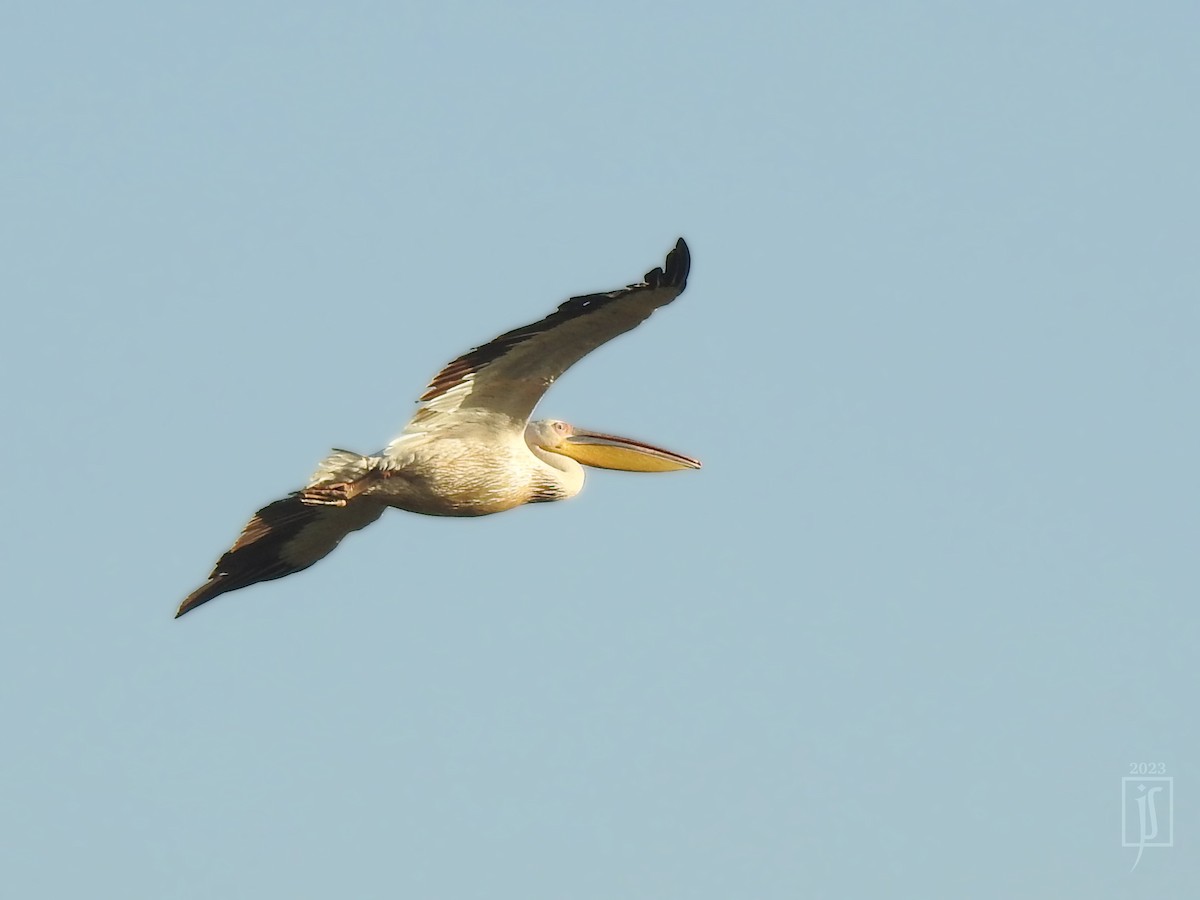 Great White Pelican - Joshua Smolders