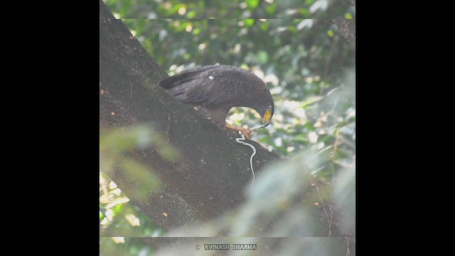 Crested Serpent-Eagle - ML609919050
