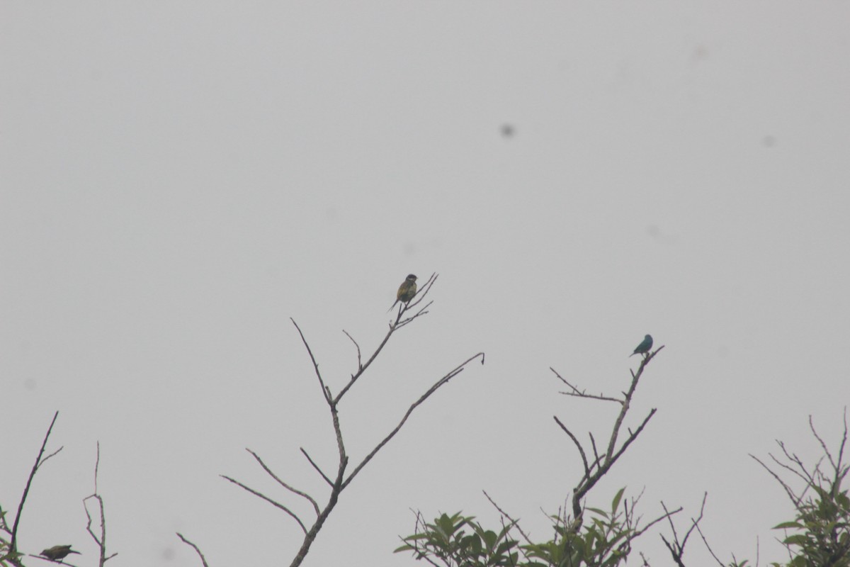 Swallow-tailed Cotinga - ML609919682