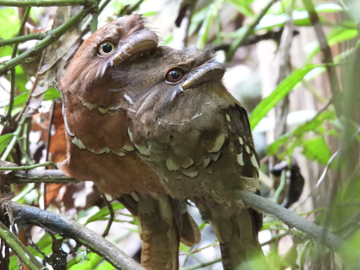 Philippine Frogmouth - ML609919685