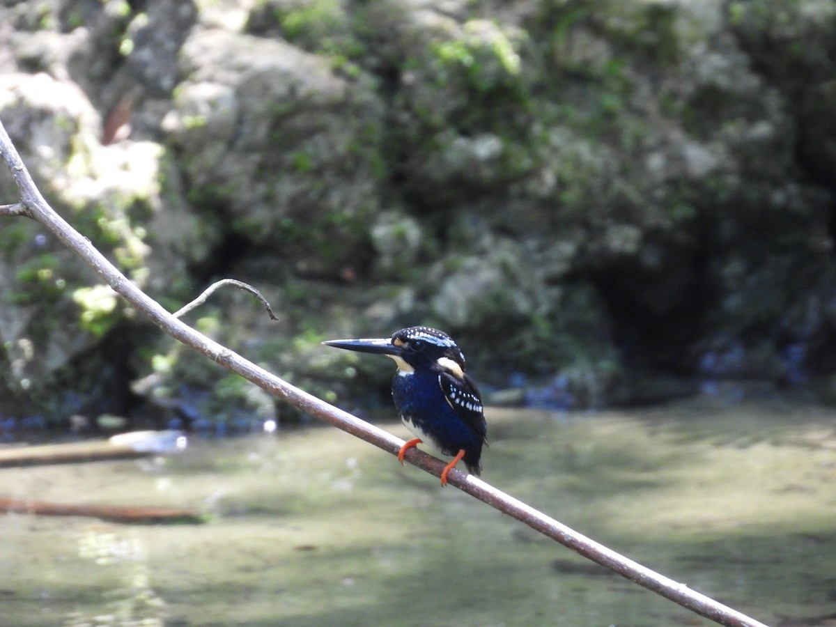 Northern Silvery-Kingfisher - Chen Faibis