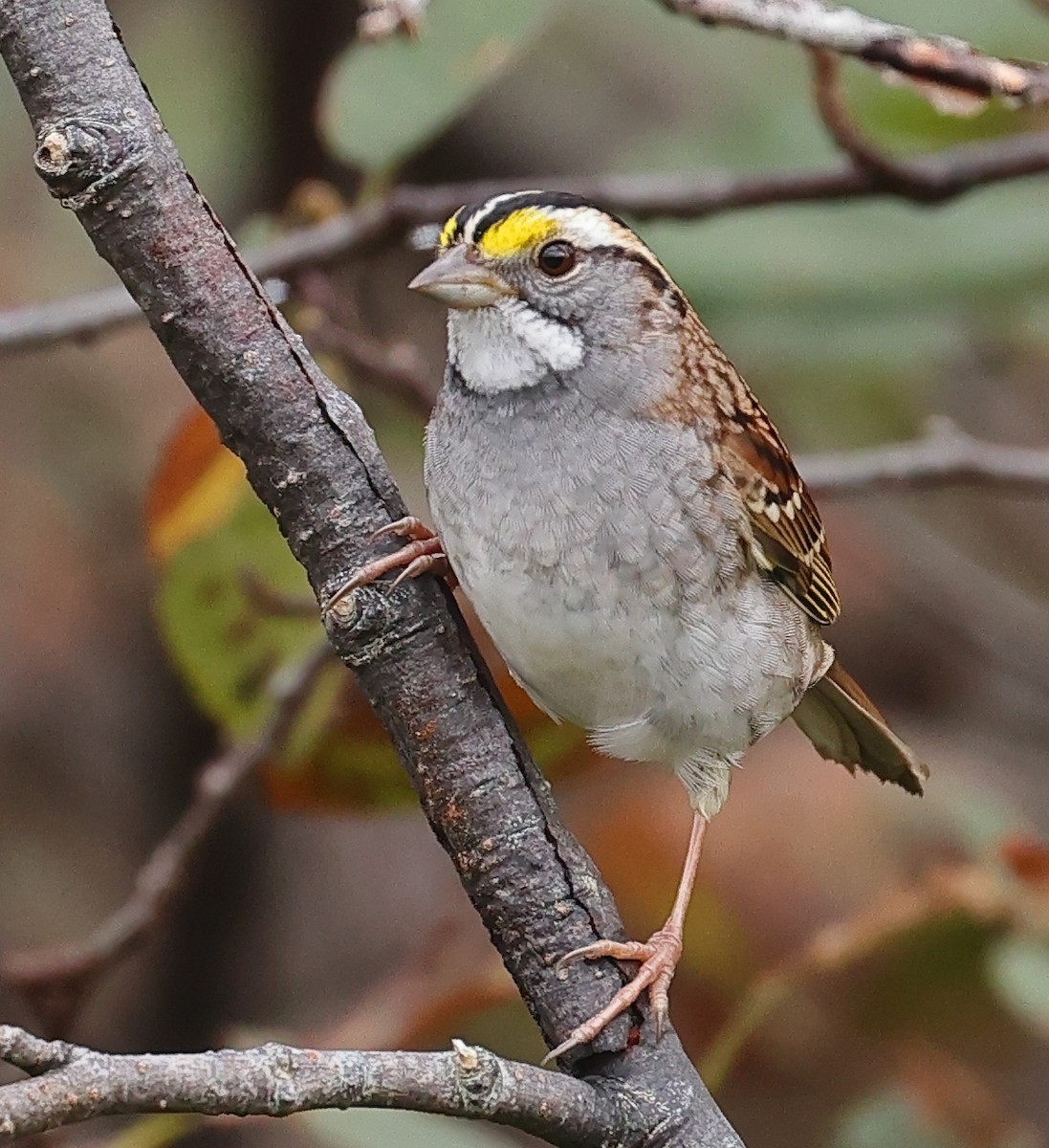 White-throated Sparrow - ML609919872