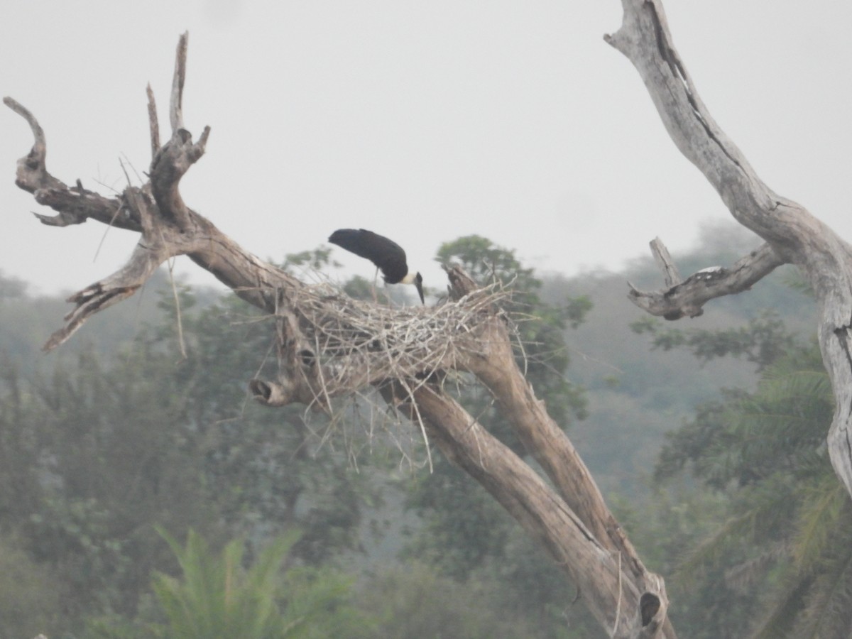 Asian Woolly-necked Stork - ML609920116