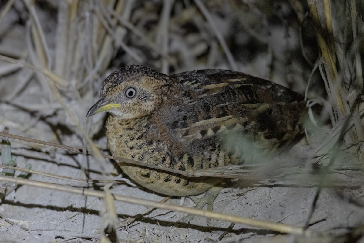 Red-backed Buttonquail - ML609920440