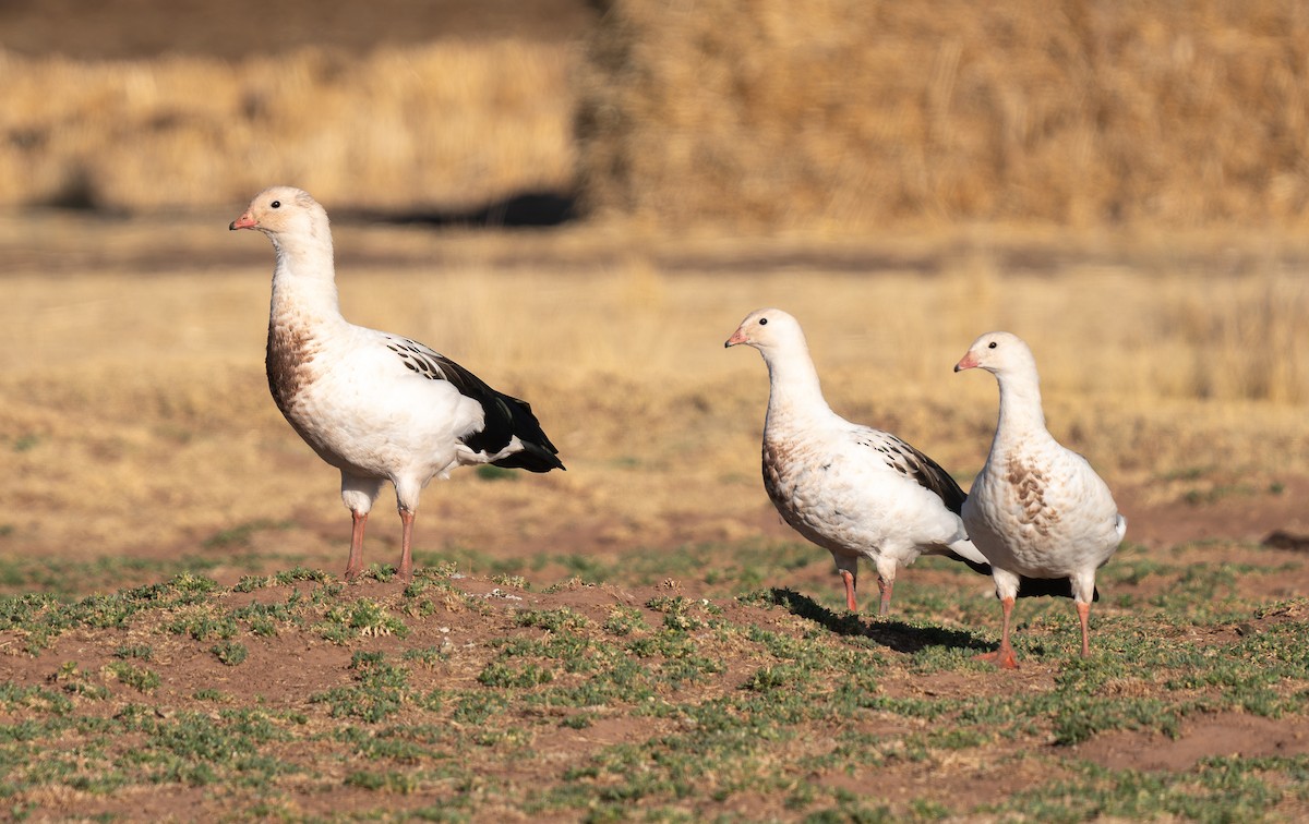 Andean Goose - ML609920552