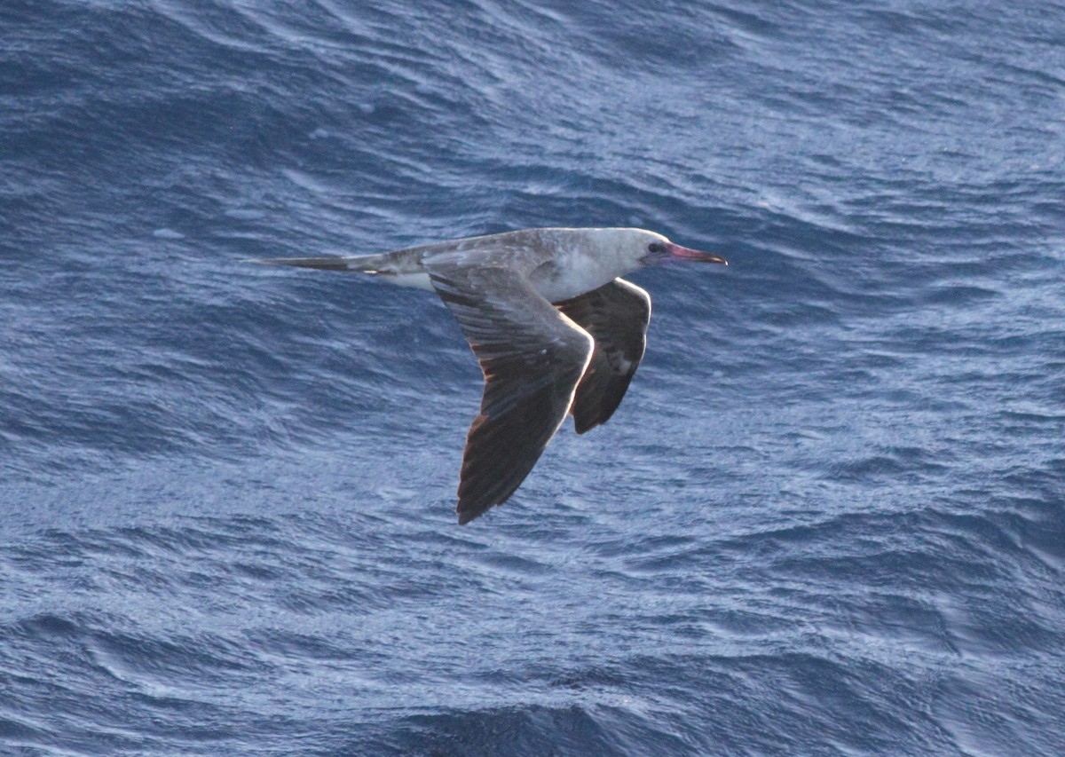 Red-footed Booby - ML609920660