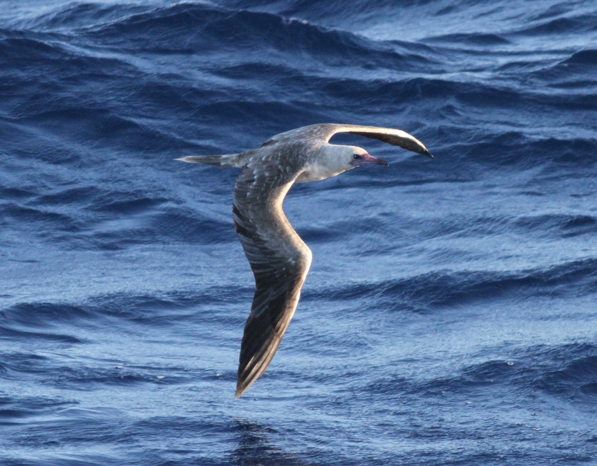Red-footed Booby - ML609920661