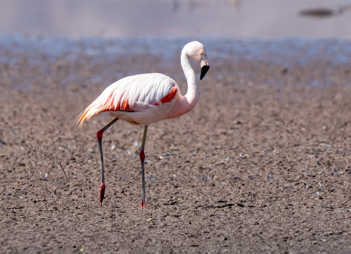 Chilean Flamingo - ML609920735