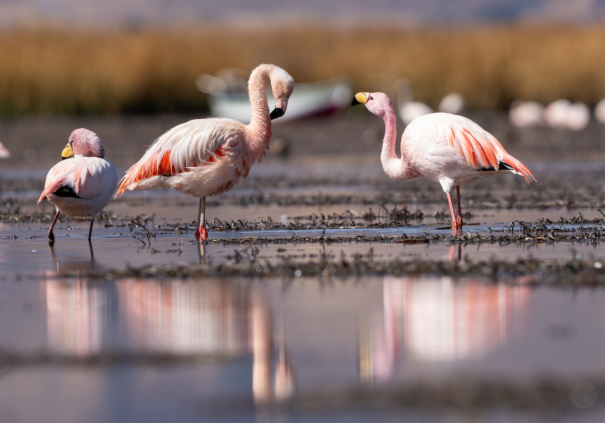 Chilean Flamingo - Julie Davis