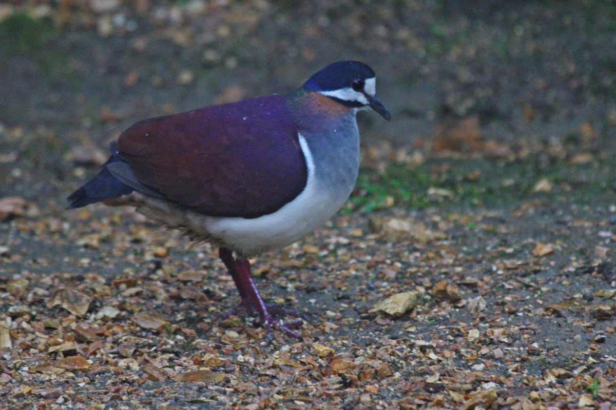 Purple Quail-Dove - ML609920836