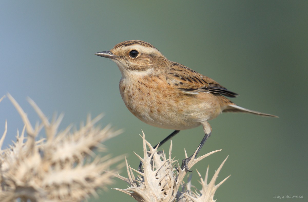 Whinchat - ML609920838