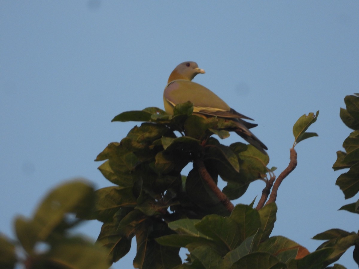 Yellow-footed Green-Pigeon - ML609920916