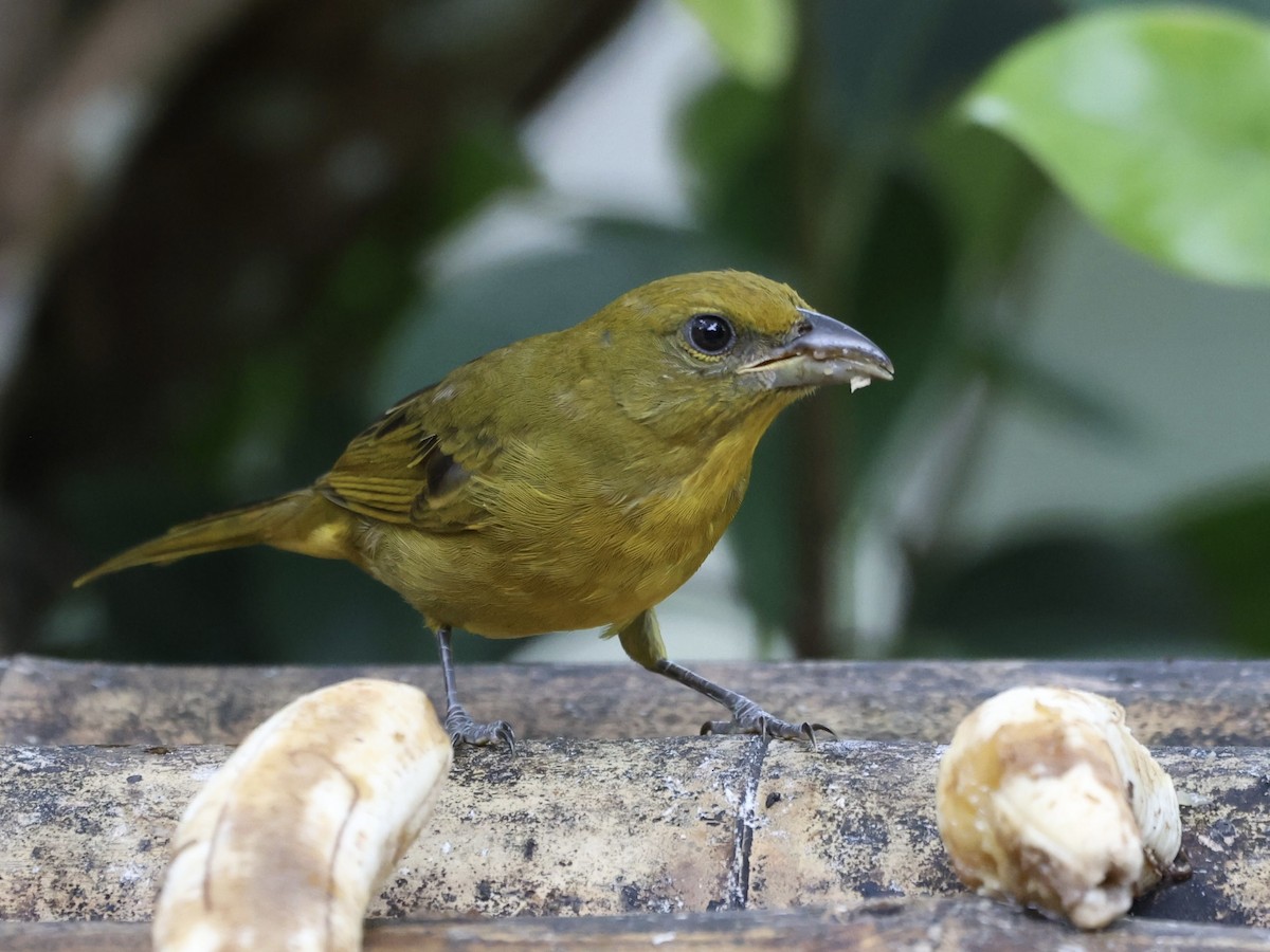 Hepatic Tanager (Highland) - ML609920935